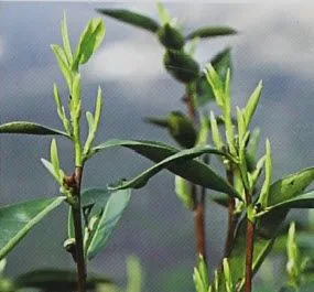 Buds on Fenghuang Dancong Tea Bush