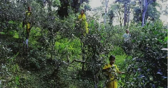 Ethnic Minority Girls Picking Tea in the Ancient Tea Plantation at Jingmai Mountain