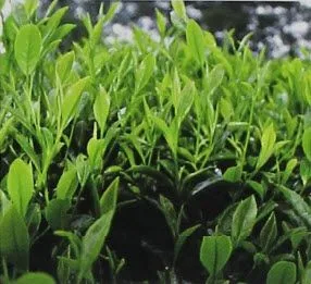 Leaves on the Wuyi Dahongpao Tea Bush