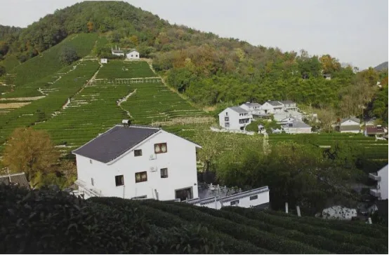 Longjing Village Tea Plantation, Xihu District, Hangzhou, China