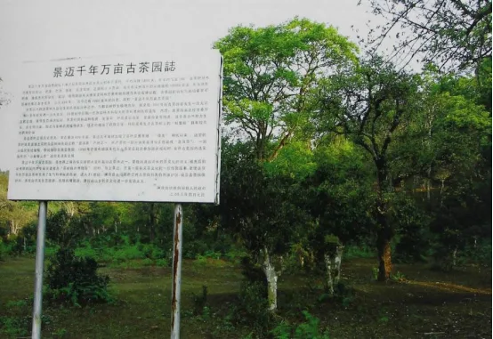 Mountains of Ancient Tea Bushes in Jingmai and Mangjing Villages