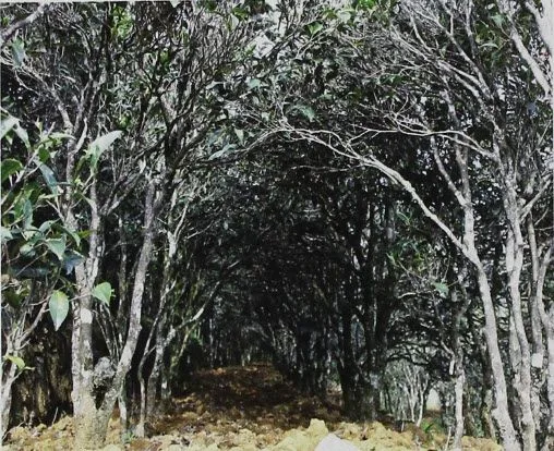 Small Tree Type Tea Bush (Fenghuang Dancong Tea)