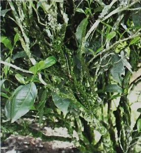 Stems on the Wuyi Dahongpao Tea Bush