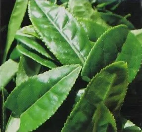 Tea Bush Leaves Have Distinct Main Veins with Serrated Edges