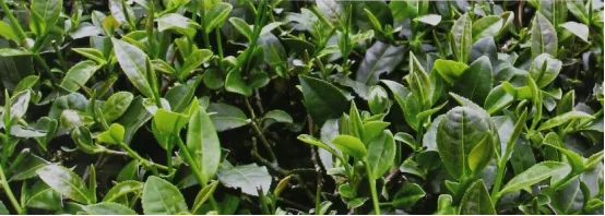 Tea garden in Yaoyang Village