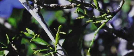 The Century-old Tea Bushes on Jingmai Mountain