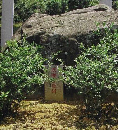 Tieguanyin Mother Tree Planted in Wang Shijiang's Nanxuan Flower Garden