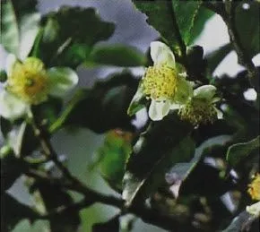 White Flowers on the Tea Bush