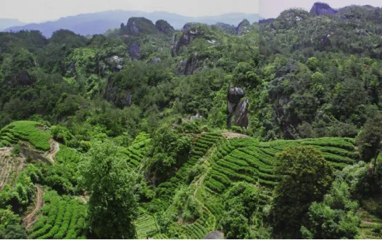 Wuyi Mountain Tea Plantation